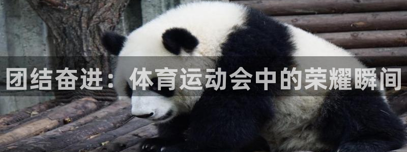 vsport体育官网下载招商电话是多少号码:团结奋进:体育运